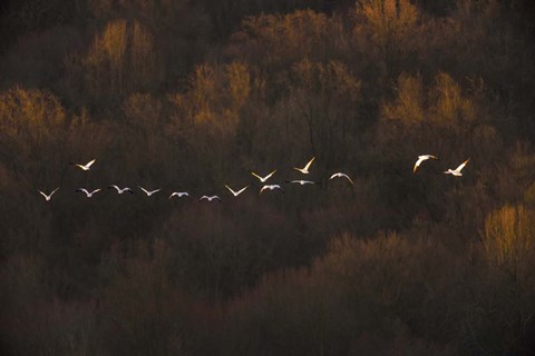 Framed Morning Mood Print