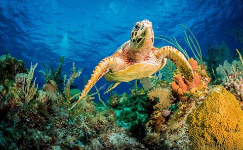 Framed Hawksbill Turtle Wwimming through Caribbean Reef Print