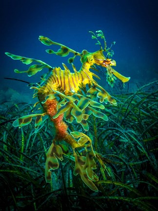 Framed Leafy Sea Dragon Male with Eggs Print