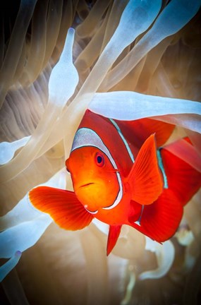 Framed Clownfish Defends his White Anemone Print