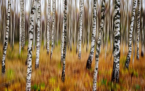 Framed 3D Birches Print