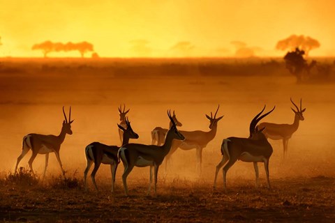 Framed Golden Light Print