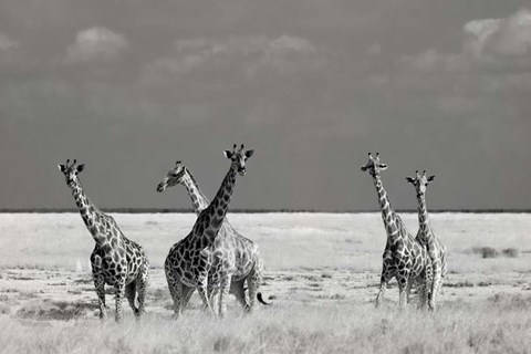 Framed Look Girl Strange Animals Print