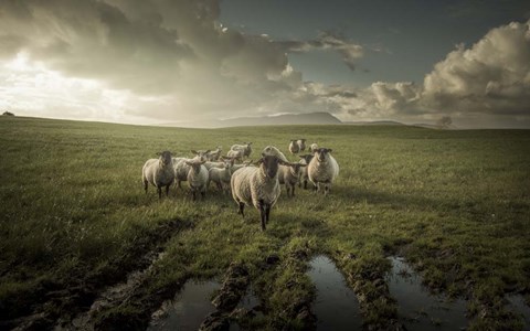 Framed Sheep Print