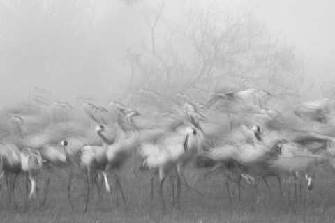 Framed Agamon Hula Print