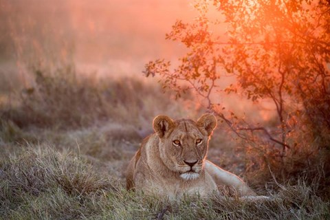 Framed Sunset Lioness Print