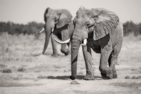 Framed Twin Elephants Print