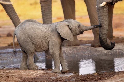 Framed Play with Me, Please! Print