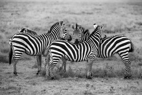Framed Stripes Print