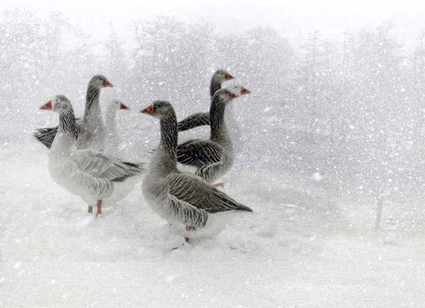 Framed Lost in a White World Print