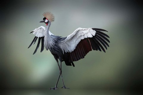 Framed Top Model in the Photos Studio Print