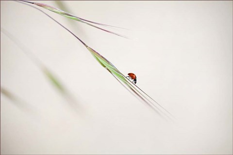 Framed Ladybug Print