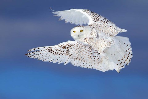 Framed Flight of the Snowy Owl Print