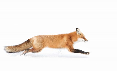 Framed Red Fox on the Run - Algonquin Park Print