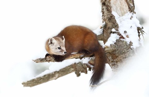 Framed Pine Marten - Algonquin Park Print