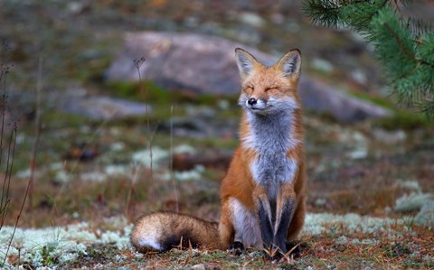 Framed Fox Zen - Algonquin Park Print