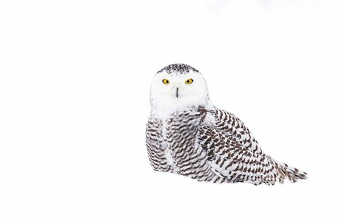 Framed Snowy Owl in Winter Snow Print