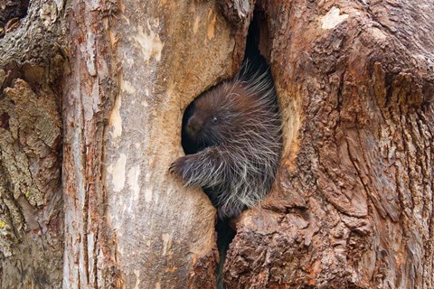 Framed Baby Porcupine in Tree Print