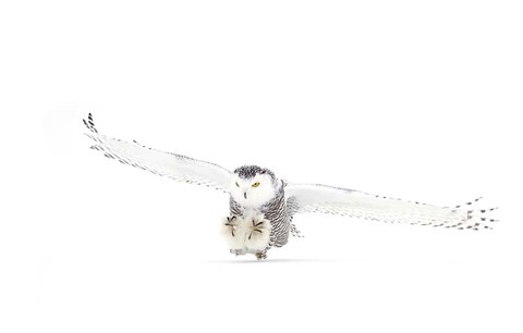 Framed Snowy Owl Coming in for the Kill Print