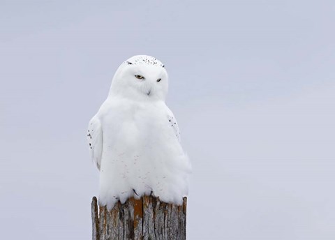 Framed Snowy Owl - The Ghost Print