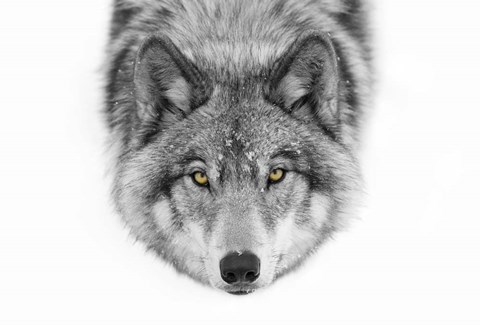 Framed Yellow Eyes - Timber Wolf Print