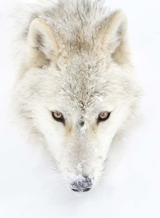 Framed Arctic Wolf Closeup Print