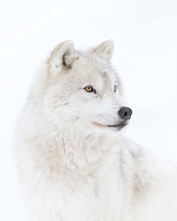Framed Portrait of an Arctic Wolf Print