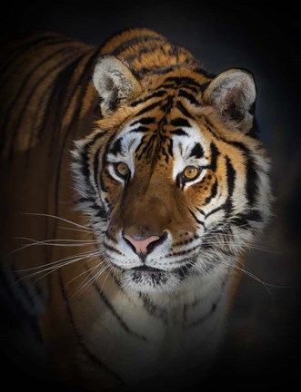Framed Portrait of a Siberian Tiger Print