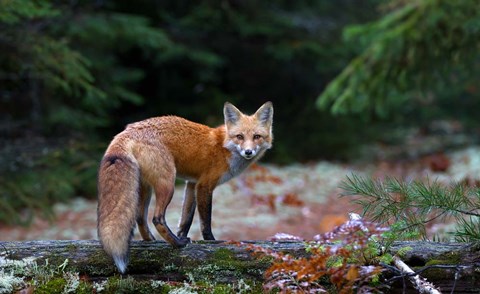 Framed Red Fox in Algonquin Park Print