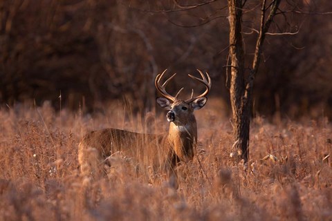 Framed Basking in the Light - White-tailed Buck Print