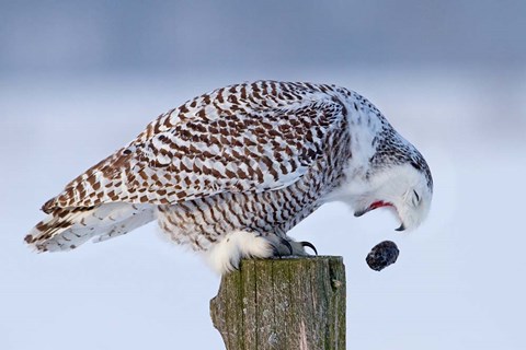 Framed Snowy Owl - Cough it up Buddy Print