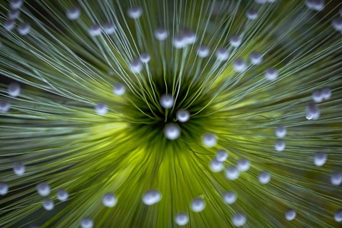 Framed Inverted Commas Print