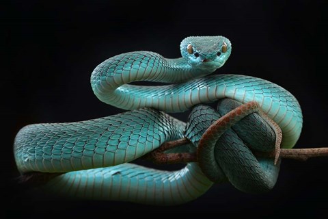 Framed Trimeresurus Insularis (Blue) Print