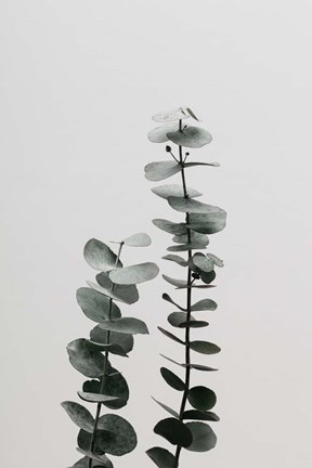 Framed Eucalyptus Natural 3 Print