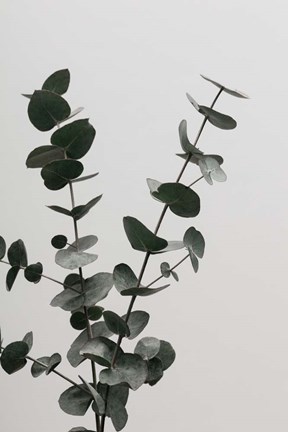 Framed Eucalyptus Natural 4 Print