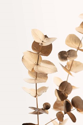 Framed Eucalyptus Gold No 1 Print