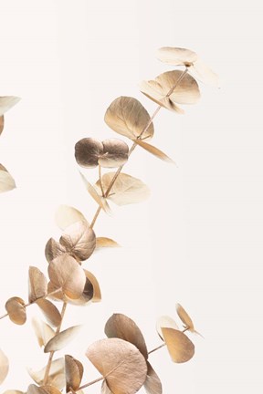 Framed Eucalyptus Gold No 3 Print