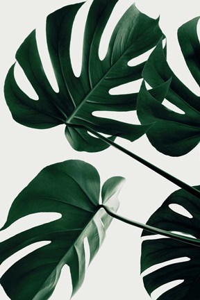 Framed Monstera Natural 43 Print