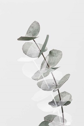Framed Eucalyptus Creative 5 Print