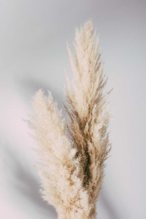 Framed Pampas Grass Grey Print