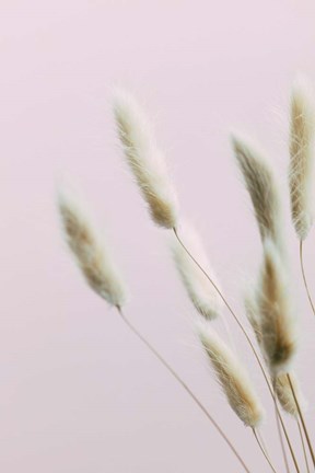 Framed Bunny Grass Pink 2 Print