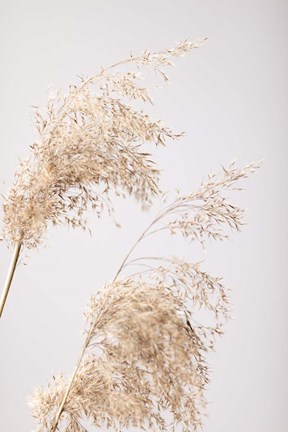 Framed Reed Grass Grey 6 Print