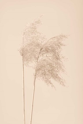 Framed Reed Grass Beige 2 Print
