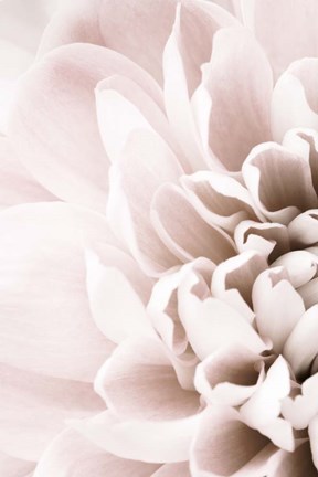 Framed Chrysanthemum No 2 Print