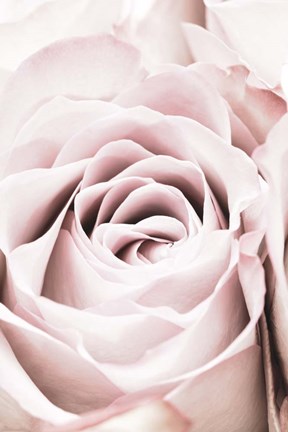 Framed Pink Rose No 6 Print