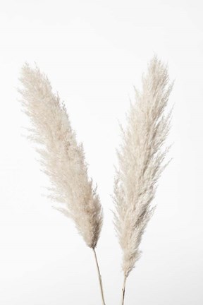 Framed Pampas White Print