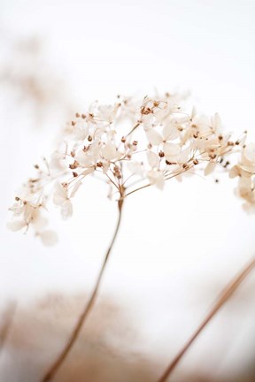 Framed Soft Dried Flower Brown Print