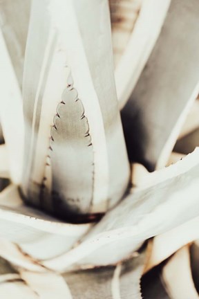 Framed Plant Close Up 1 Print