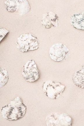 Framed Shells 2 Print