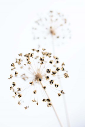 Framed Dried Flower 2 Natural Print